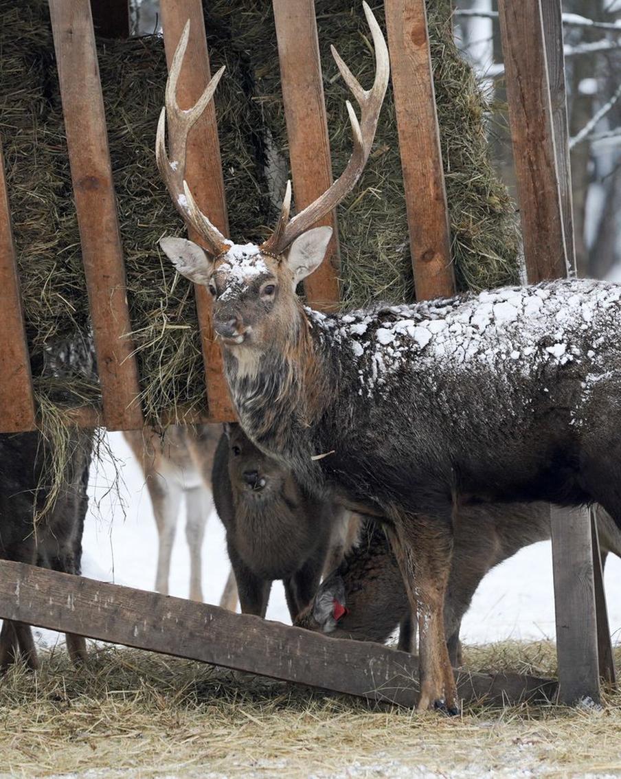 Часть обитателей "Лосиного Острова" станут полноправными жителями столицы