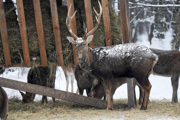 Часть обитателей "Лосиного Острова" станут полноправными жителями столицы