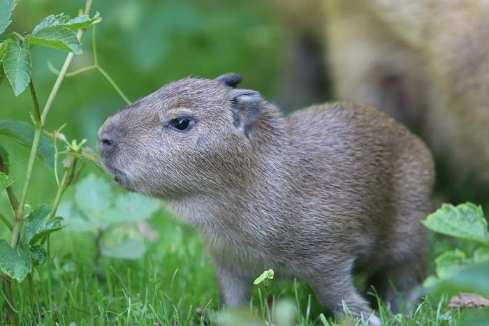 Придумай имя для детёныша капибары из зоопарка!