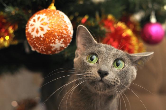 Как нарядить ёлку, чтобы разбогатеть в наступающем году