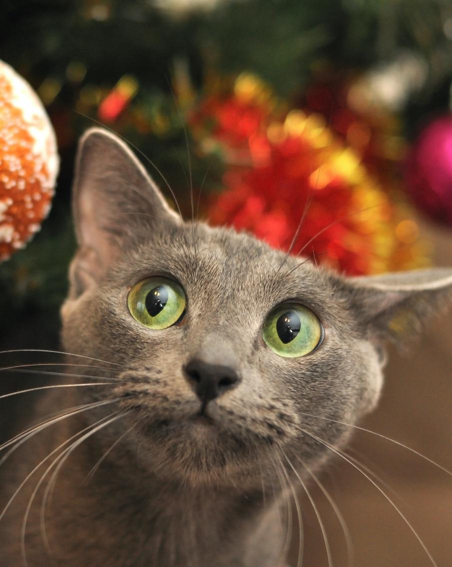 Как нарядить ёлку, чтобы разбогатеть в наступающем году