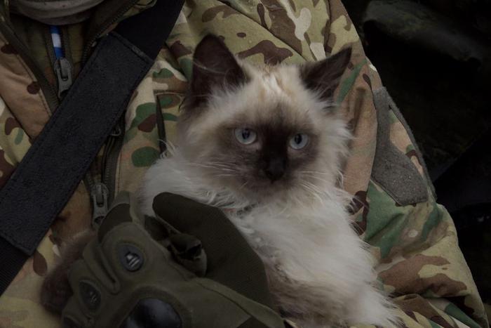 У десантников в Бахмуте есть пушистый и хвостатый талисман