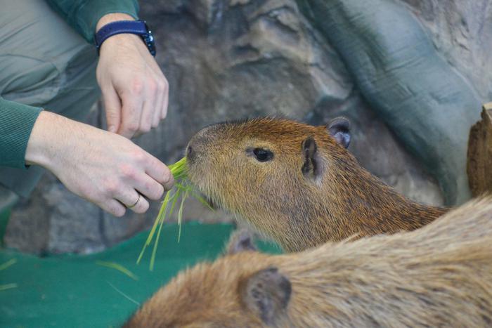 Читатели Metro выбрали имя для капибары из зоопарка, а наши репортёры сходили к "крестнику" в гости