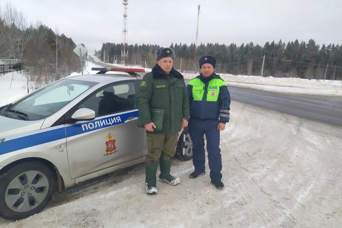 Лесничие дали рекомендацию приобретать ели к новогодним праздникам в специально отведённых местах