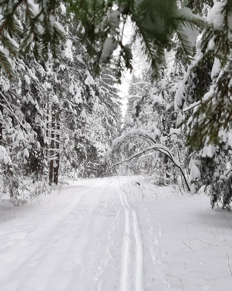 Лесное хозяйство Подмосковья принесло в бюджет государства большие прибыли в уходящем году