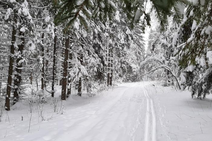 Лесное хозяйство Подмосковья принесло в бюджет государства большие прибыли в уходящем году