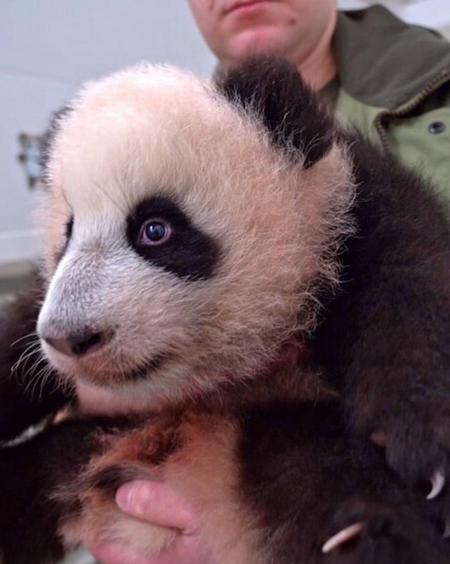 Малышке-панде из Московского зоопарка дали имя