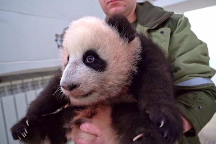 Малышке-панде из Московского зоопарка дали имя