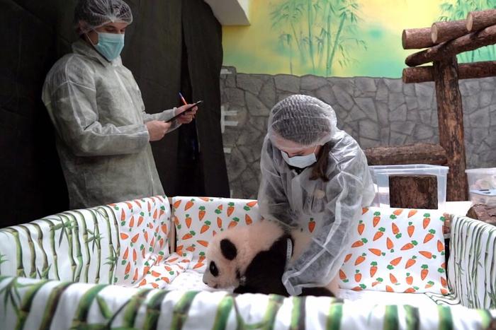 Собянин: Москвичи решили назвать малышку-панду из столичного зоопарка Катюшей