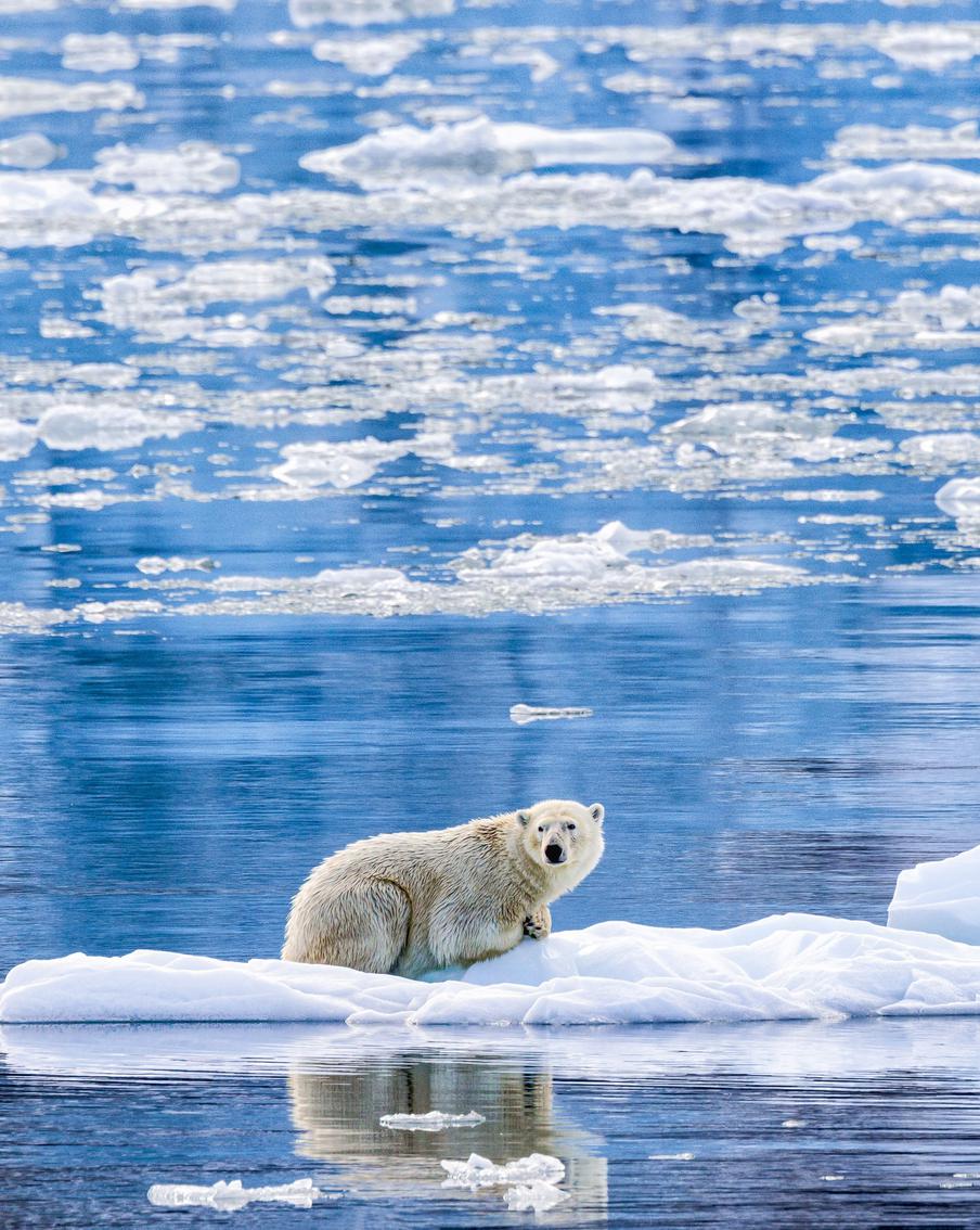 Росприроднадзор спас 17 белых медведей за последние четыре года