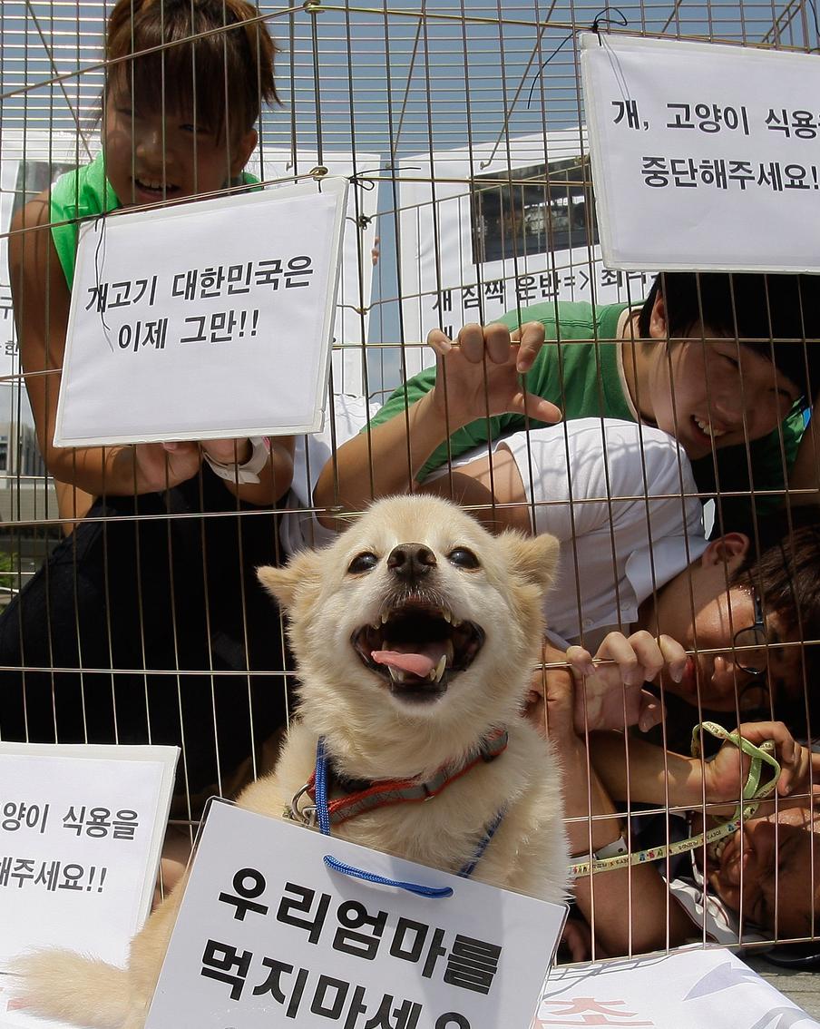 В Южной Корее запретили есть собак. Теперь любители собачатины могут загреметь в тюрьму
