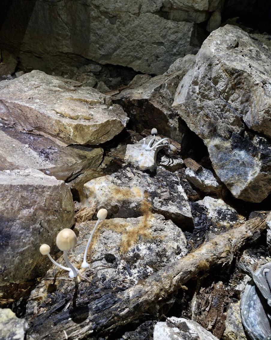 Соседи снизу – грибы, которые растут на плесневелых балках