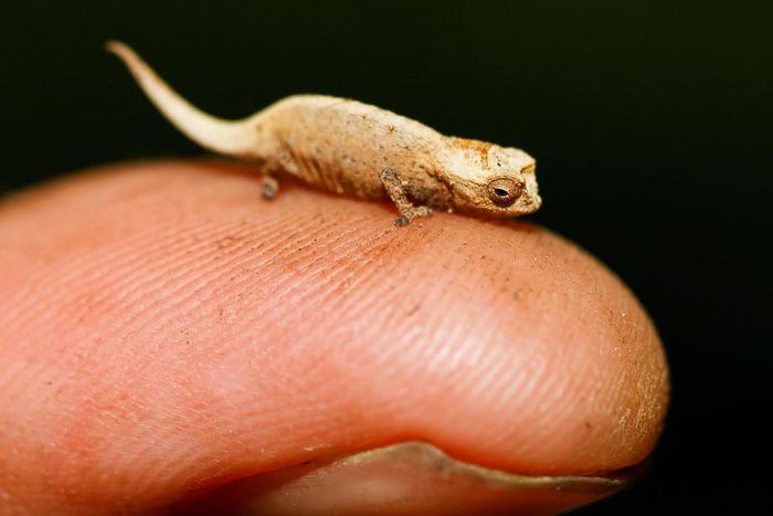 Мадагаскарских микрохамелеонов можно перепутать с тараканами. Длина их тела – всего 1,5 сантиметра. Metro рассказывает о находке немецких учёных