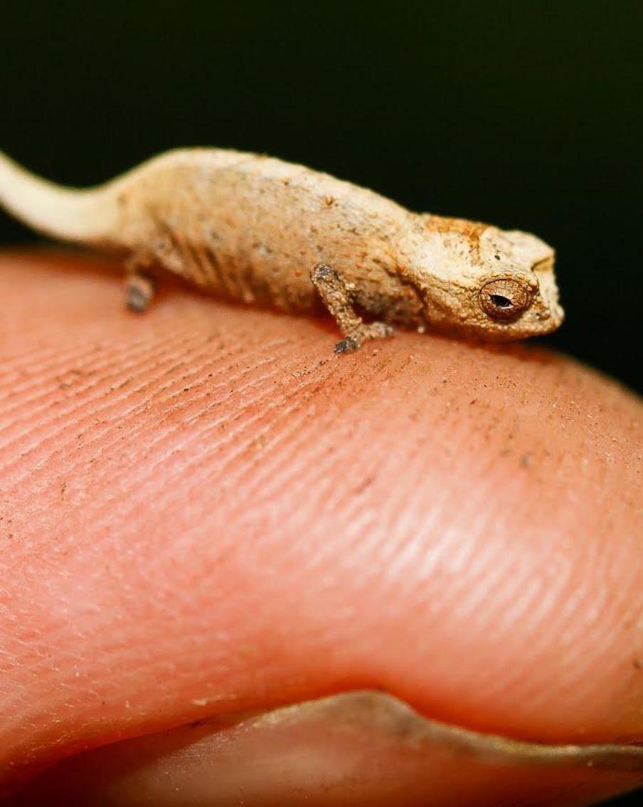 Мадагаскарских микрохамелеонов можно перепутать с тараканами. Длина их тела – всего 1,5 сантиметра. Metro рассказывает о находке немецких учёных