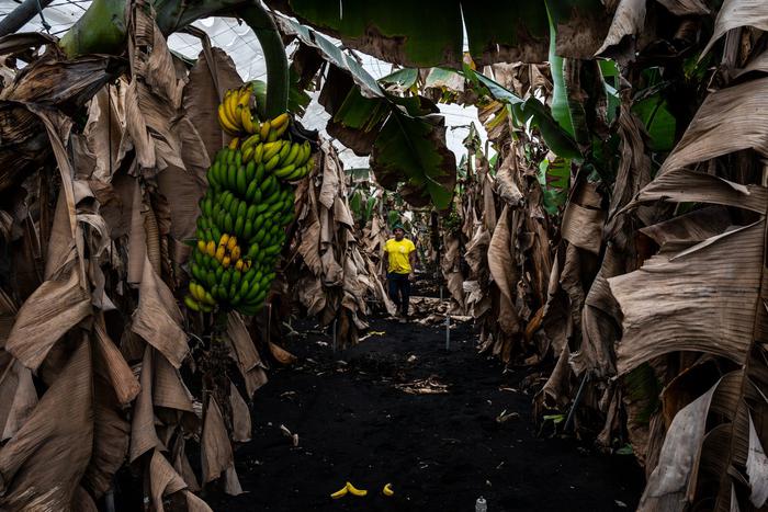 Из-за ситуации на Эквадоре возникнут проблемы с бананами