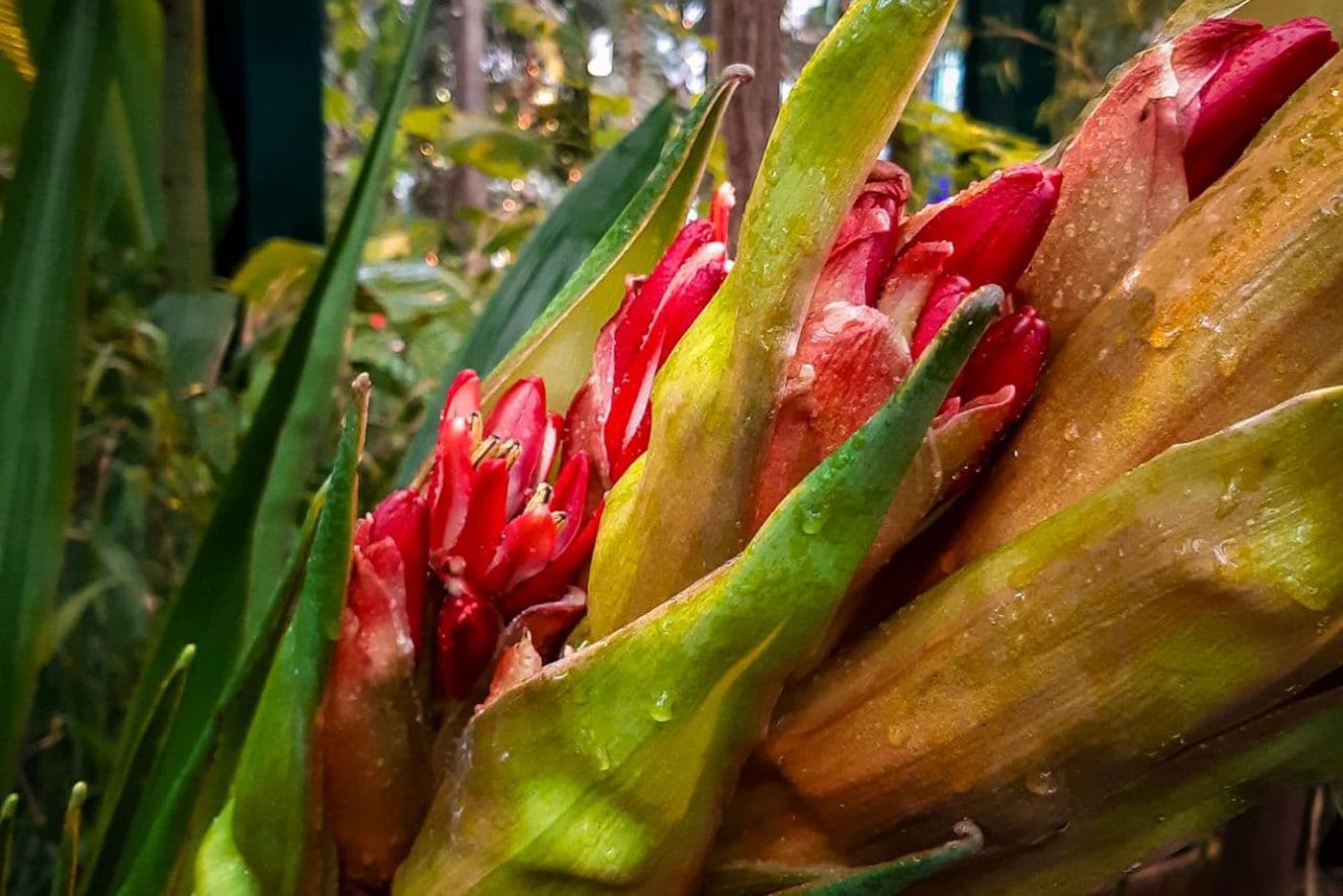 Уникальное событие в Москве: редкое австралийское растение зацвело впервые за 318 лет