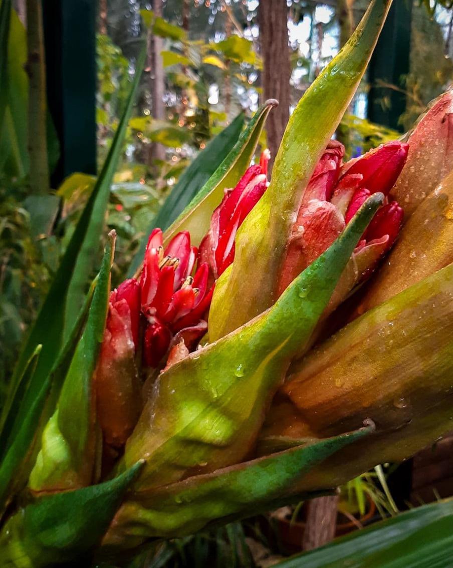 Уникальное событие в Москве: редкое австралийское растение зацвело впервые за 318 лет