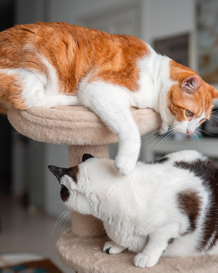 Можно ли надолго оставлять кошек одних без присмотра человека