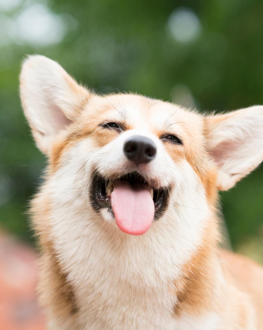 В США показали первый аудиостриминг для собак, а кинолог рассказал о целебных свойствах музыки для питомца