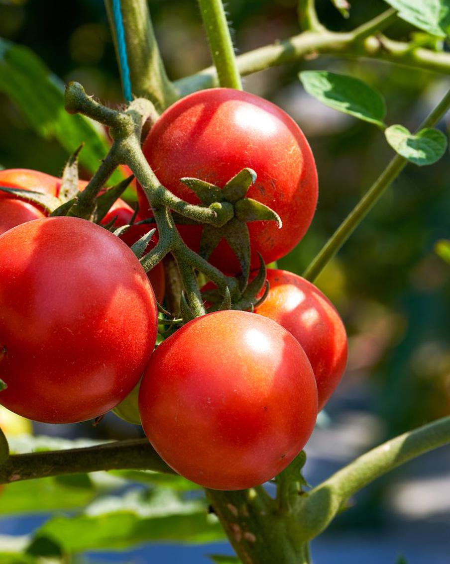 Почему стали дороже огурцы и помидоры. И когда они начнут постепенно дешеветь?