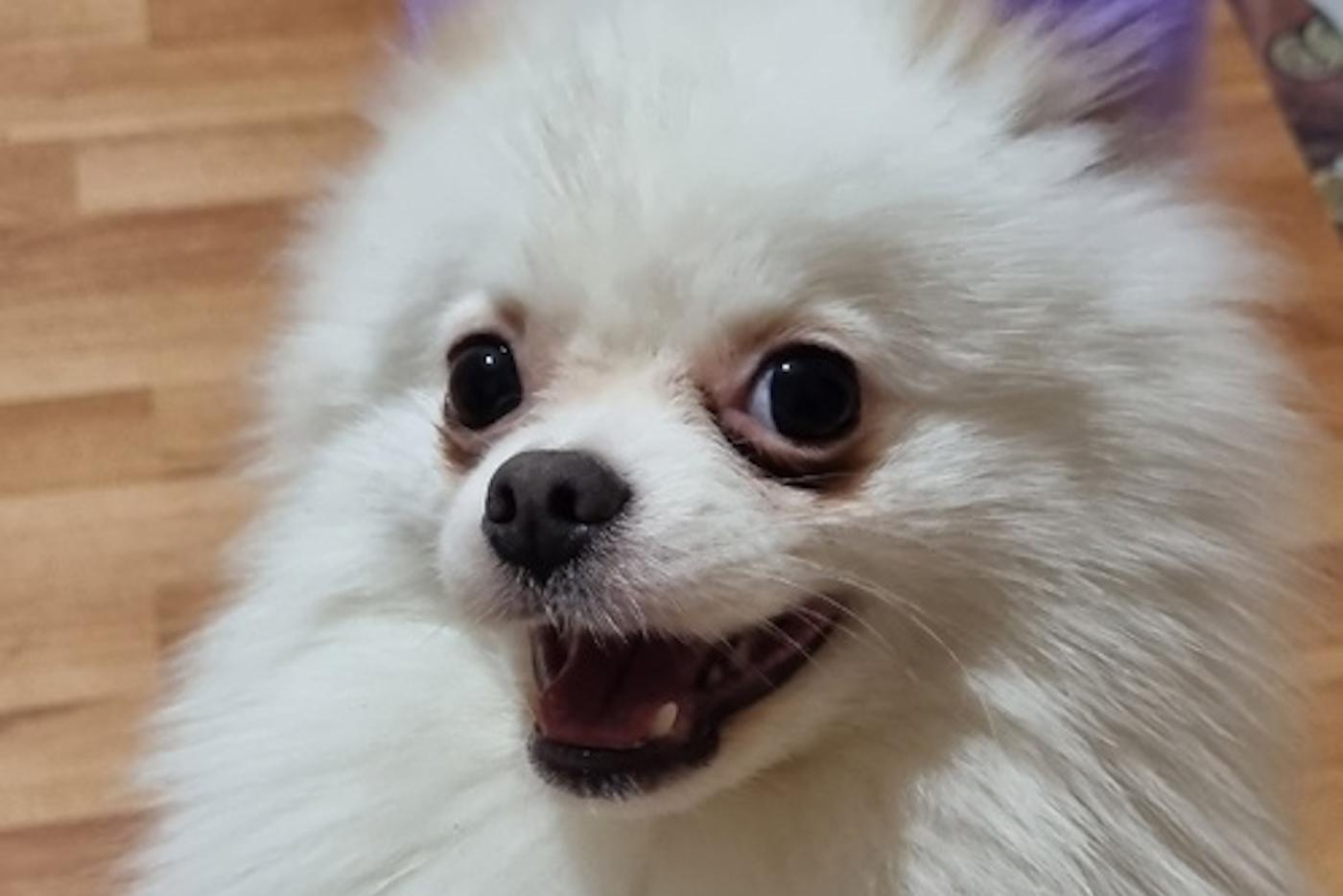 Собачка с фиолетовым хвостиком вызывает невероятный восторг у столичных детей