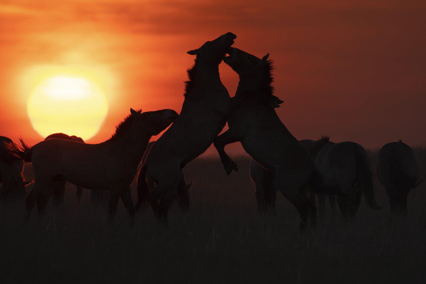 Жеребцы встают, как свечки, напротив друг друга и в шутку дерутся 