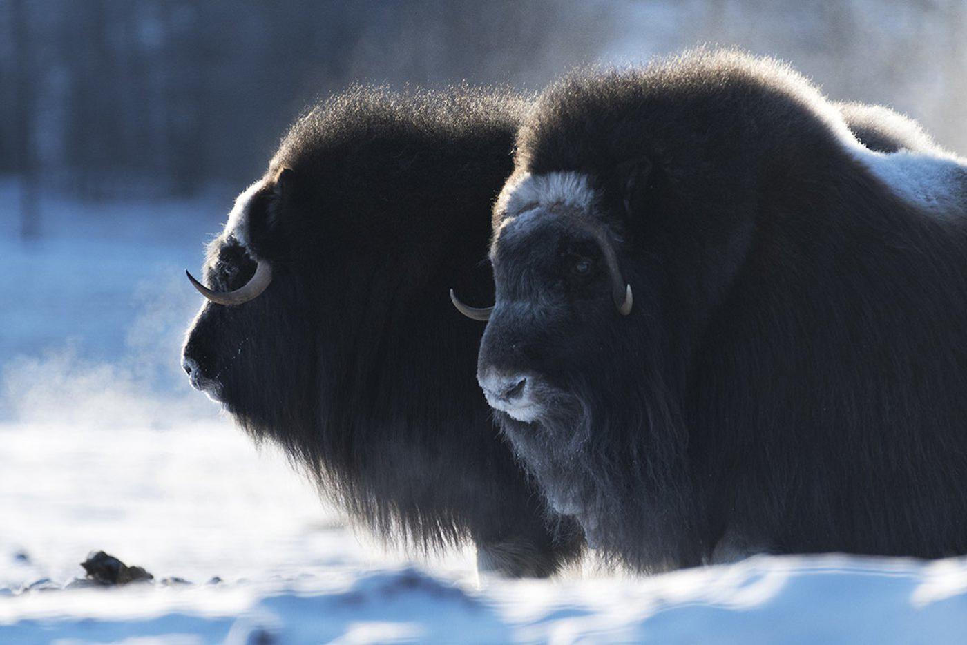 У овцебыков мягкая и нежная шерсть 