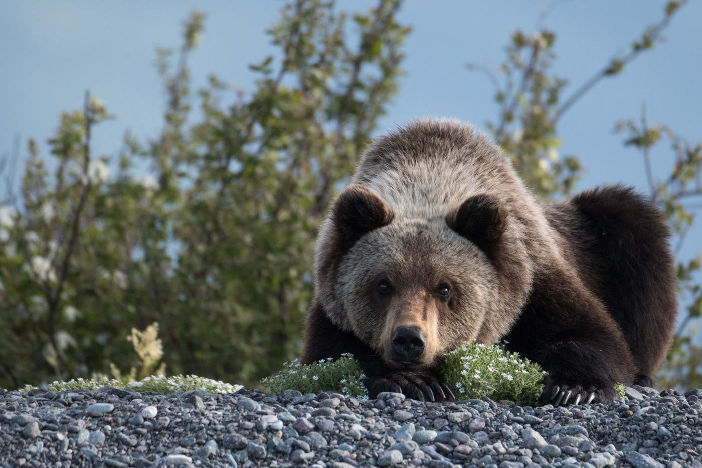Молодой мишка следил за лодкой, в которой плыла Светлана 