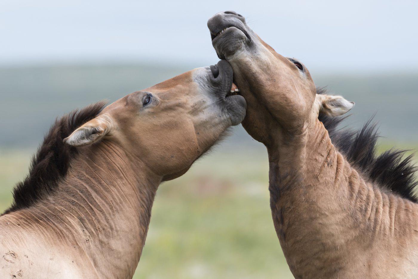 Жеребцы общаются 