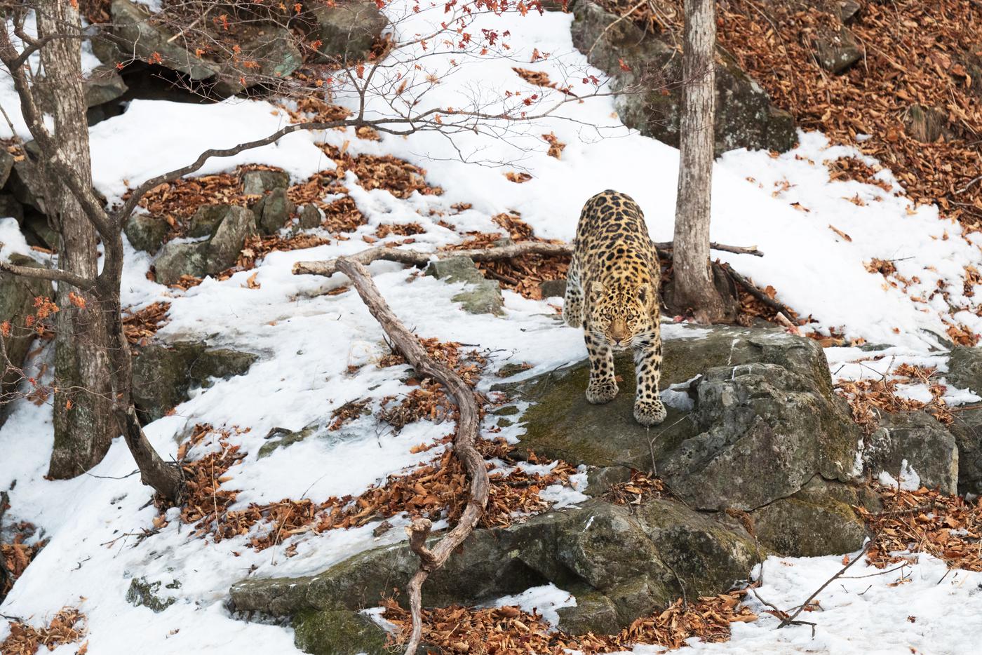 Леопард научил Светлану терпению