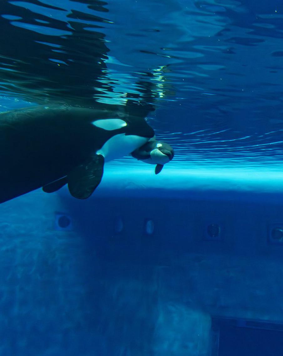 Дочка косатки Наи растёт: она уже научилась давать задний ход и переворачиваться