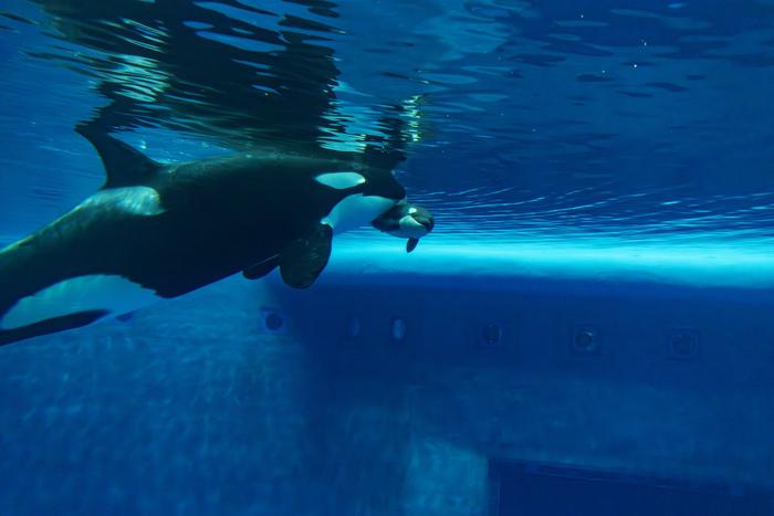 Дочка косатки Наи растёт: она уже научилась давать задний ход и переворачиваться