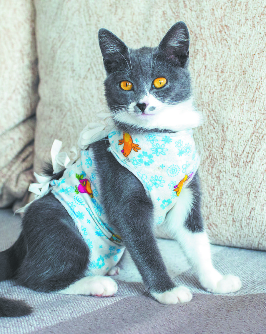 Стерилизация может спасти питомца от рака. Но порой она противопоказана