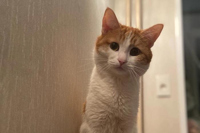 Владелец кота Твикса, выброшенного из поезда, обратится в прокуратуру