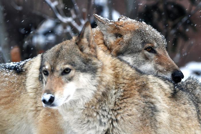 Волки Рада и Тарзан распевали песни в зоопарке: специалисты объяснили, что они значат