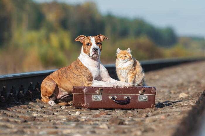 РЖД изменят правила перевозки животных после гибели кота Твикса. Теперь проводникам запретят высаживать животных из поездов
