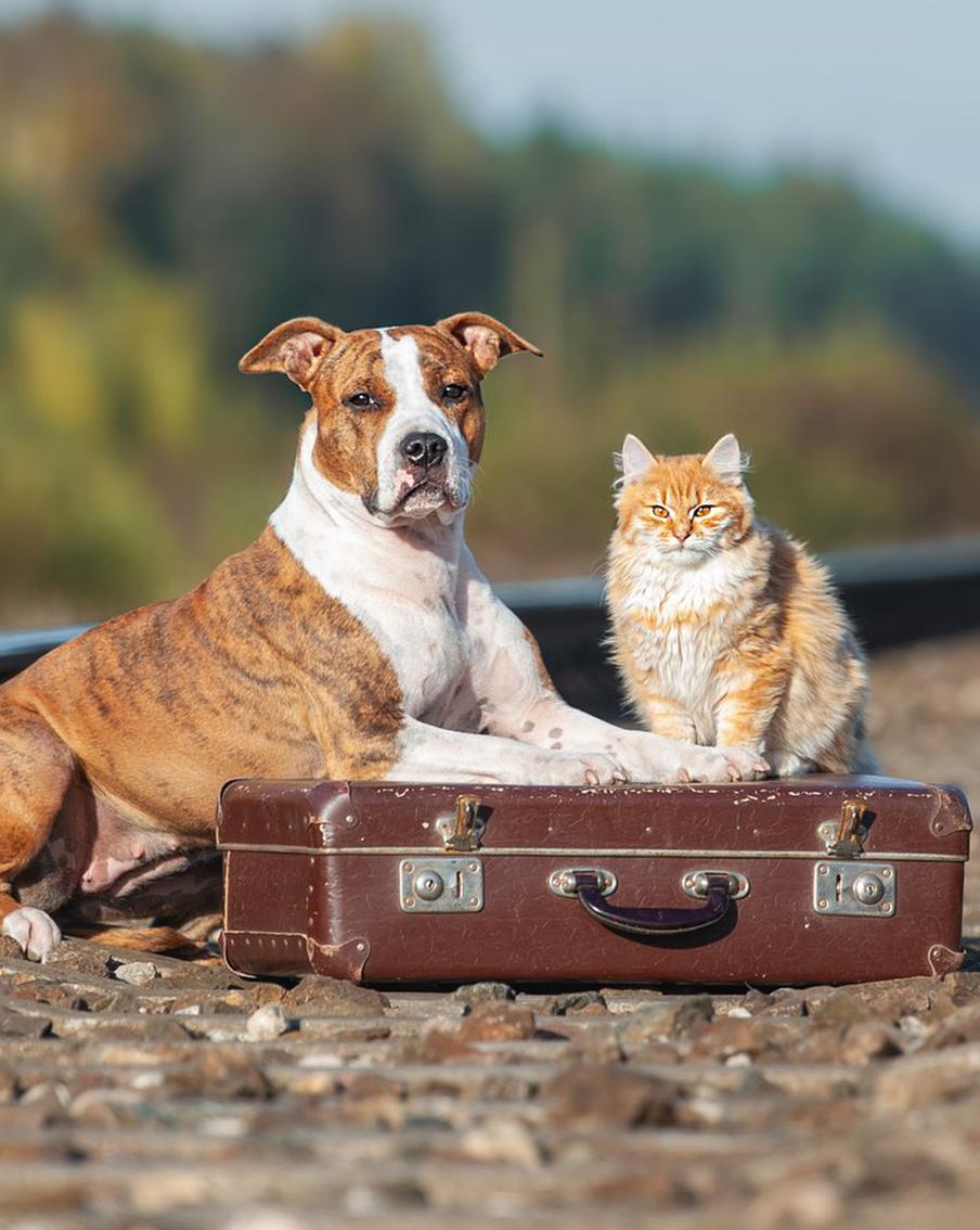 РЖД изменят правила перевозки животных после гибели кота Твикса. Теперь проводникам запретят высаживать животных из поездов