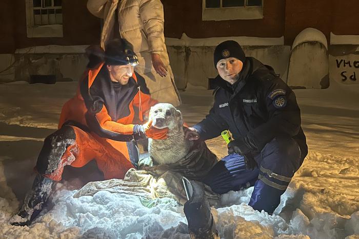 Собака провалилась в канализационный люк на прогулке – вызволять четвероногую пришлось спасателям