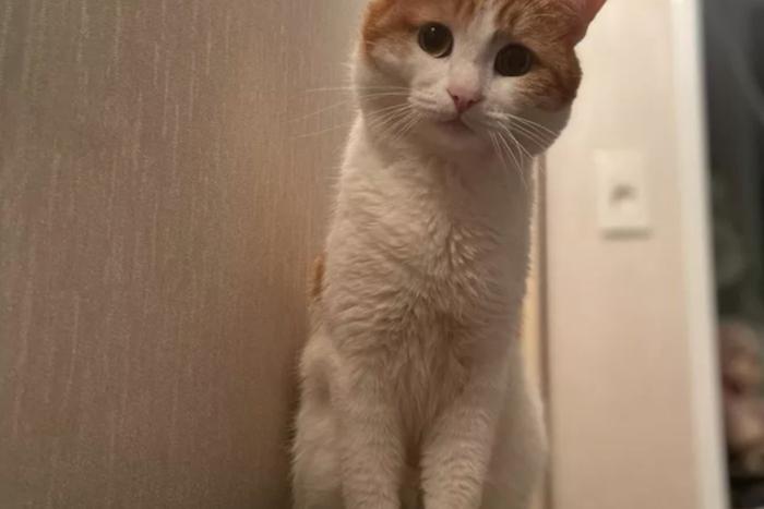 Проводницу, высадившую кота Твикса, временно отстранили от работы