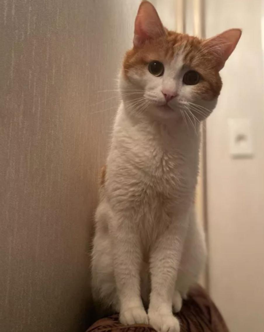 Проводницу, высадившую кота Твикса, временно отстранили от работы