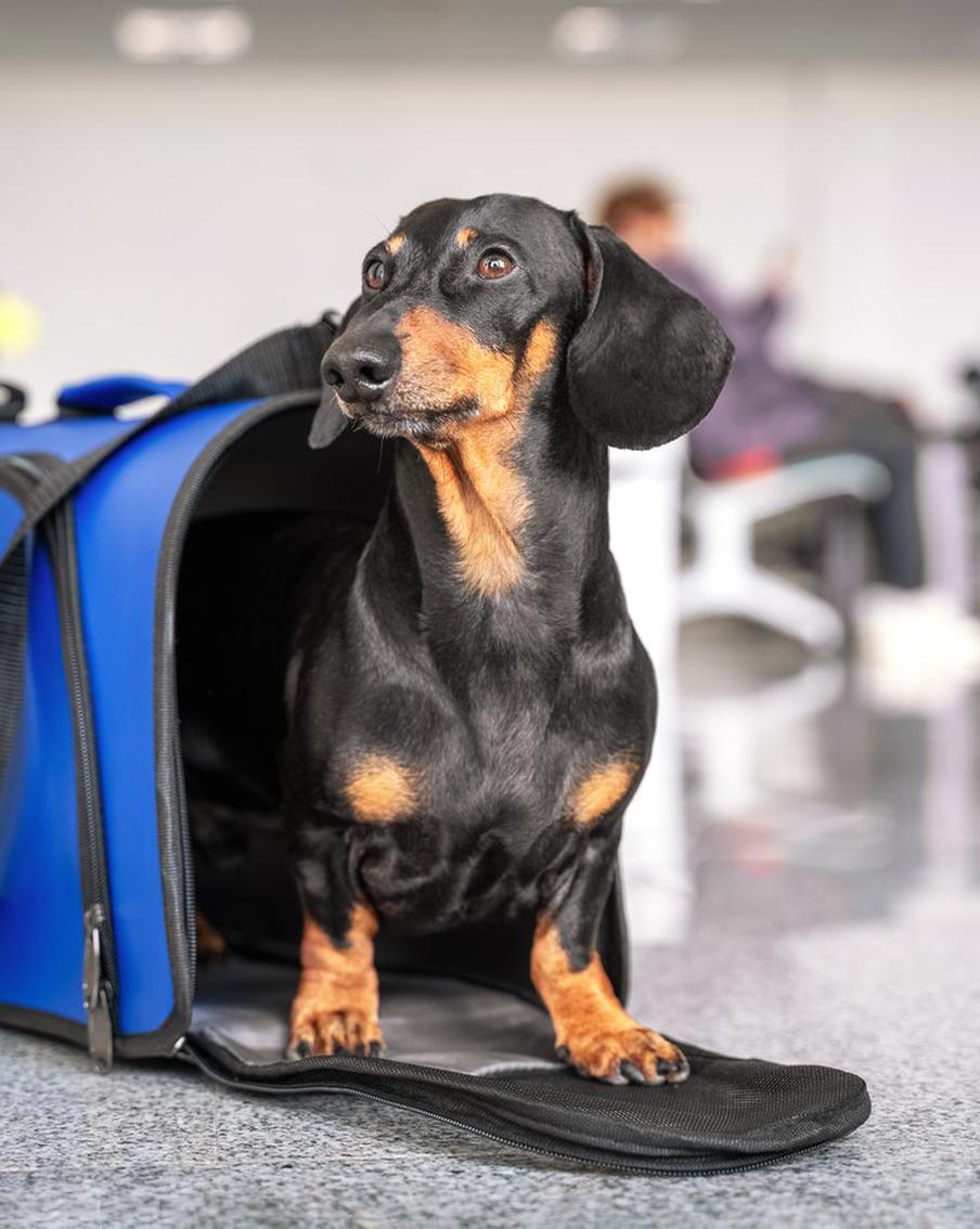 РЖД планирует персонифицировать перевозку животных в поездах после гибели кота Твикса