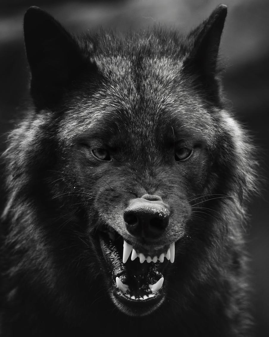 Волк убил человека в Курганской области: что стало причиной аномального поведения серого