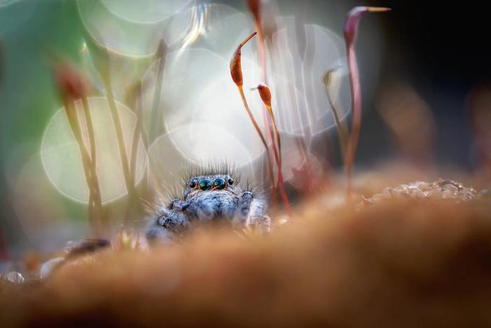 Пушистая паучиха-мечтательница и кокетливый морской котик стали героями лучших снимков на конкурсе фото дикой природы