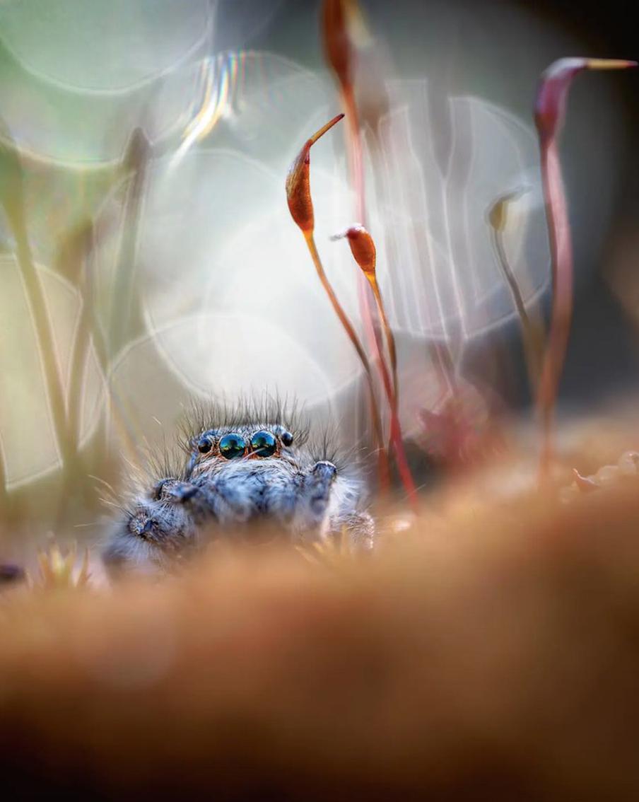 Пушистая паучиха-мечтательница и кокетливый морской котик стали героями лучших снимков на конкурсе фото дикой природы