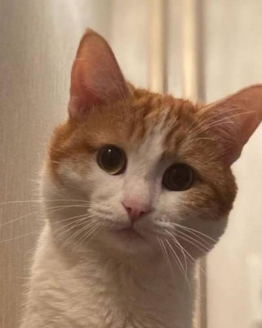 СМИ: На проводницу, выбросившую кота Твикса из поезда, завели уголовное дело