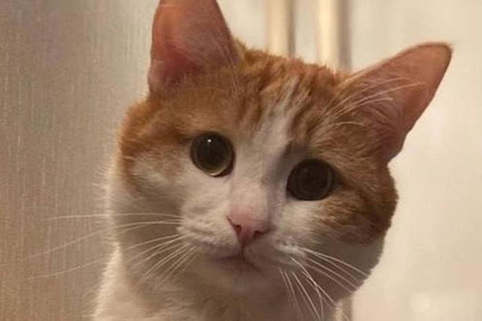 СМИ: На проводницу, выбросившую кота Твикса из поезда, завели уголовное дело