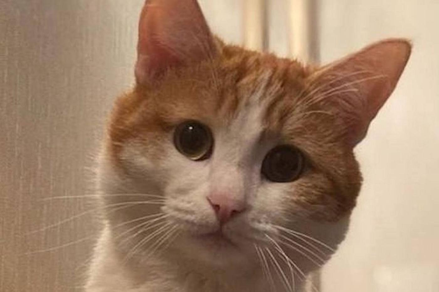 СМИ: На проводницу, выбросившую кота Твикса из поезда, завели уголовное дело