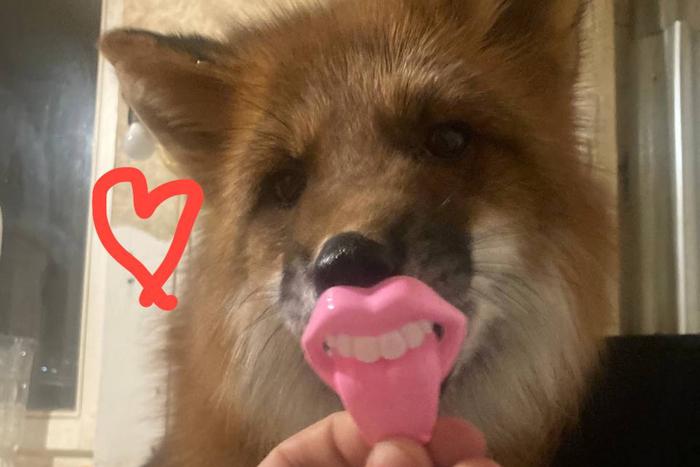 Подружиться с московской лисой Локи может каждый – достаточно наклониться и сказать "Привет!"