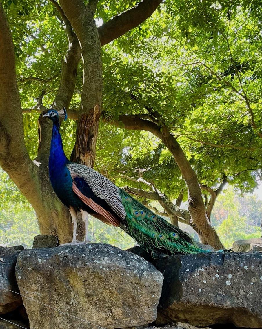 Обитатель заповедника.