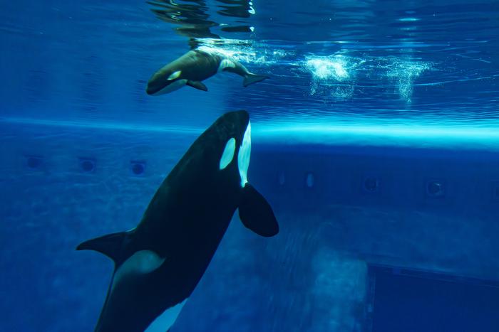 Почему умер детёныш косатки Наи, впервые рождённый в искусственной среде обитания